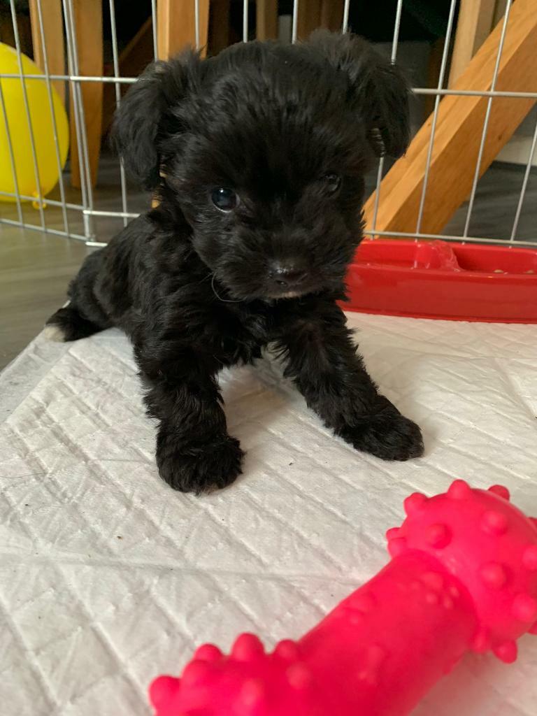 gumtree poodle cross